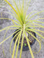 Ponytail Palm, Beaucarnea recurvata 'elephant foot palm" - Beaultiful Desert Plants 