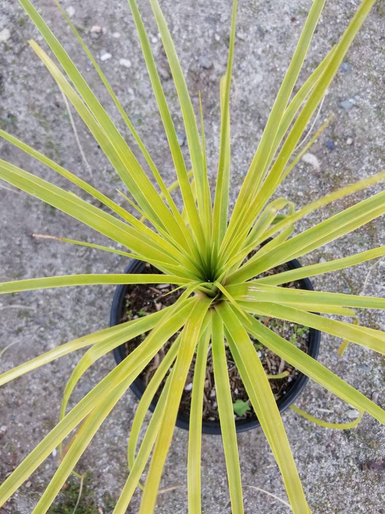 Ponytail Palm, Beaucarnea recurvata 'elephant foot palm" - Beaultiful Desert Plants 