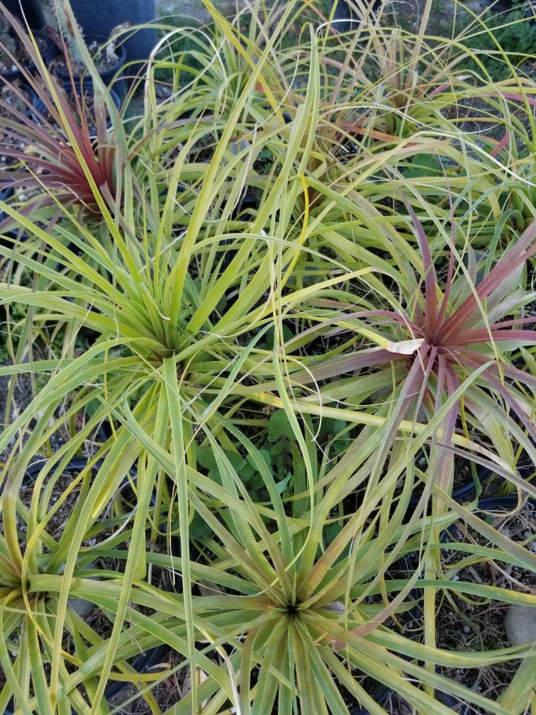 Ponytail Palm, Beaucarnea recurvata 'elephant foot palm" - Beaultiful Desert Plants
