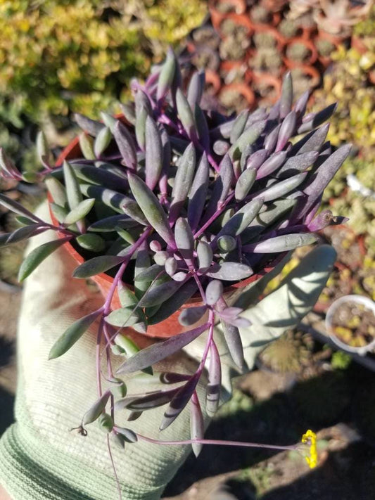 Othonna Capensis Strings of Ruby Necklace (4" Pot) - Beaultiful Desert Plants