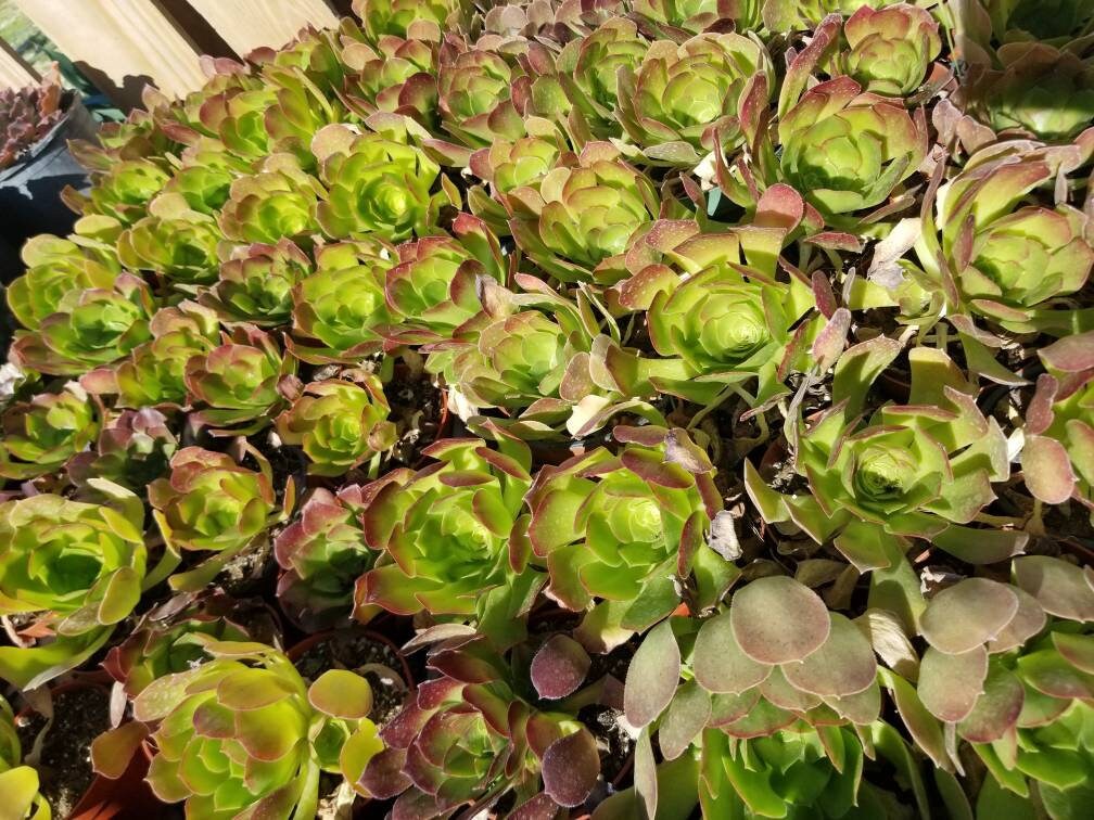 Aeonium Salad Bowl (4"Pot) - Beaultiful Desert Plants