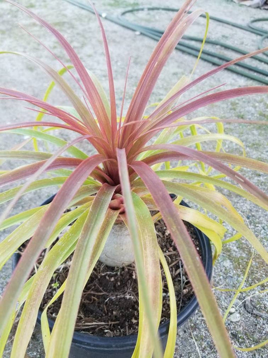 Ponytail Palm, Beaucarnea recurvata 'elephant foot palm" - Beaultiful Desert Plants