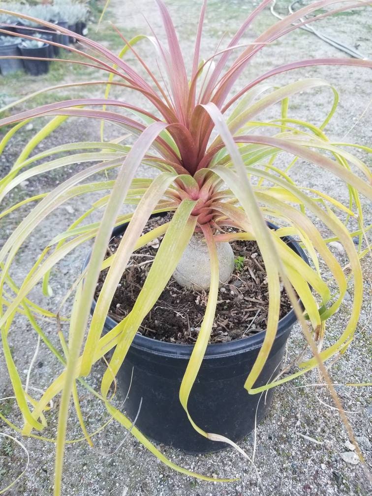 elephant foot ponytail palm Ponytail Palm, Beaucarnea Recurvata "Elephant Foot Palm" – Beaultiful  Desert Plants