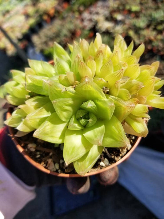 Haworthia Cymbiformis (4" pot) - Beaultiful Desert Plants
