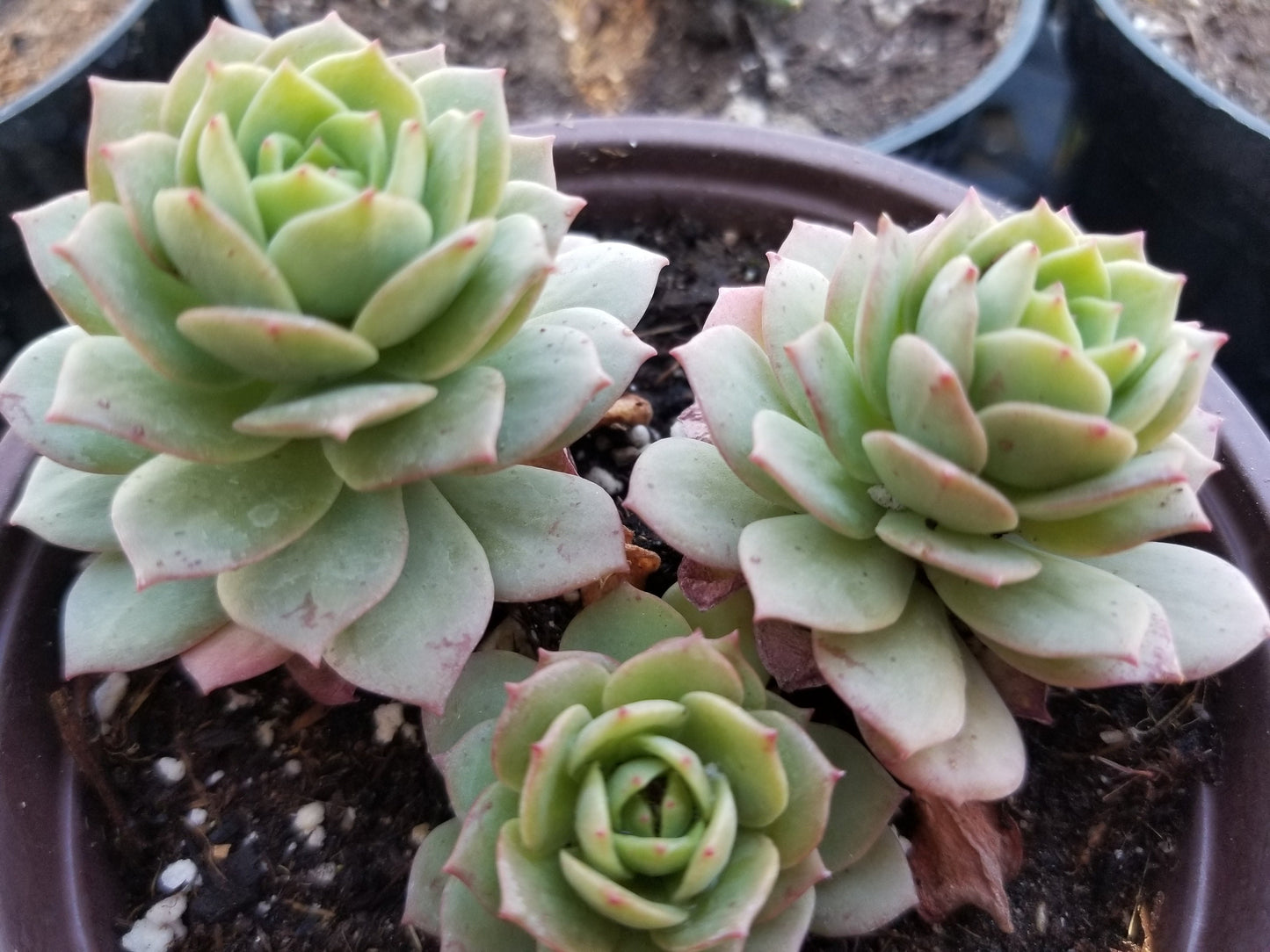 Sederia Green Rose (4"pot) - Beaultiful Desert Plants