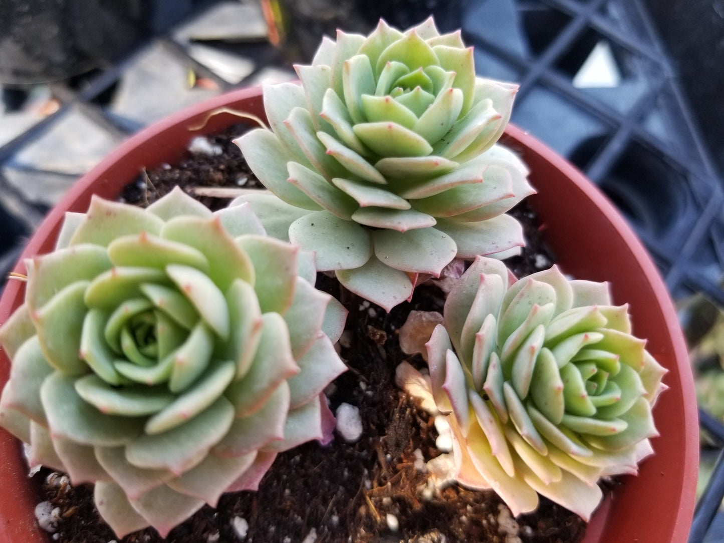 Sederia Green Rose (4"pot) - Beaultiful Desert Plants