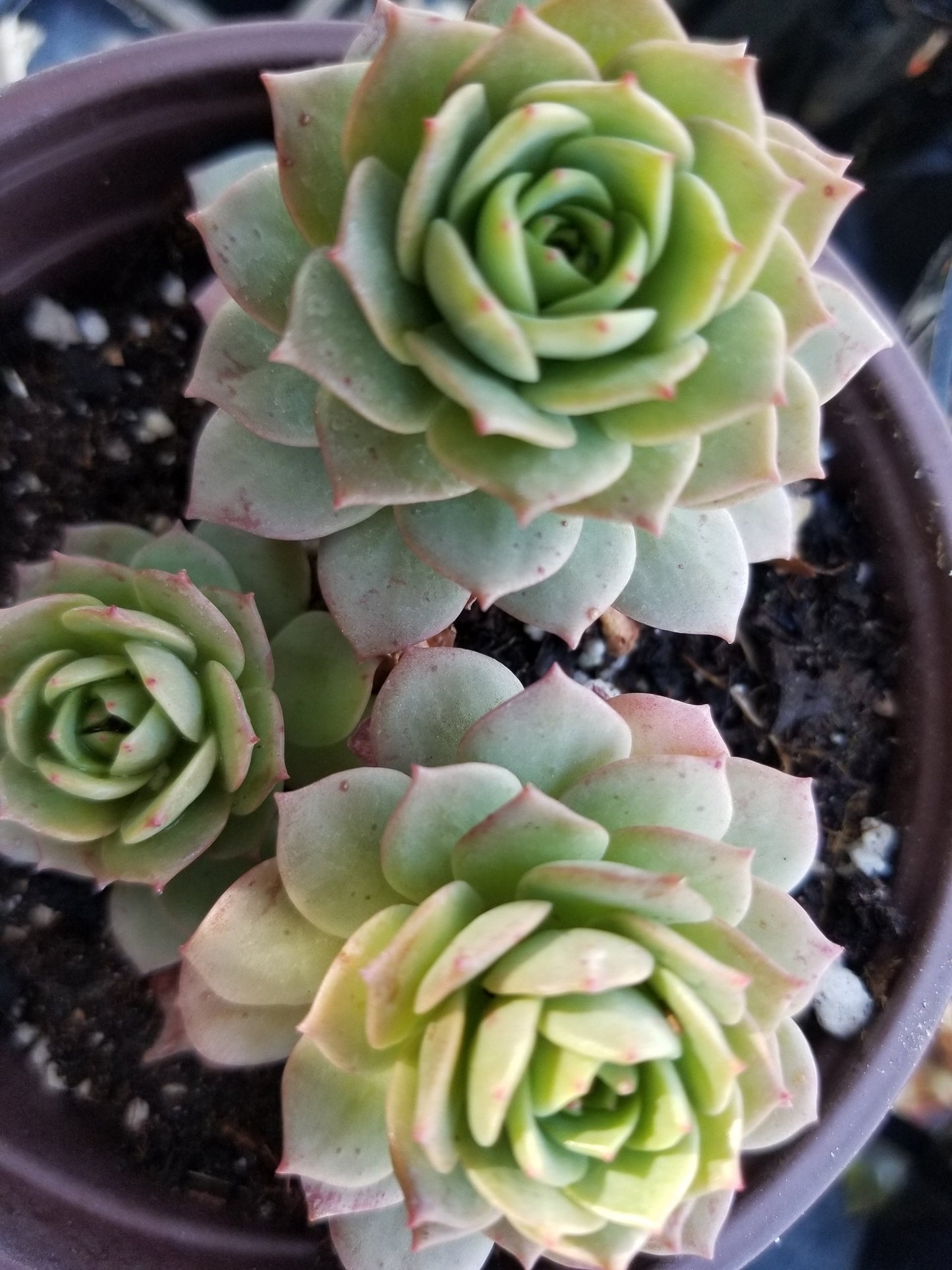 Sederia Green Rose (4"pot) - Beaultiful Desert Plants