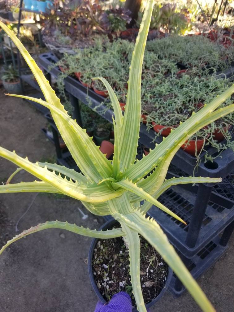 variegated aloe vera plant Aloe Arborenscens Variegated