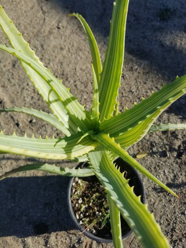 Aloe Arborenscens Variegated - Beaultiful Desert Plants