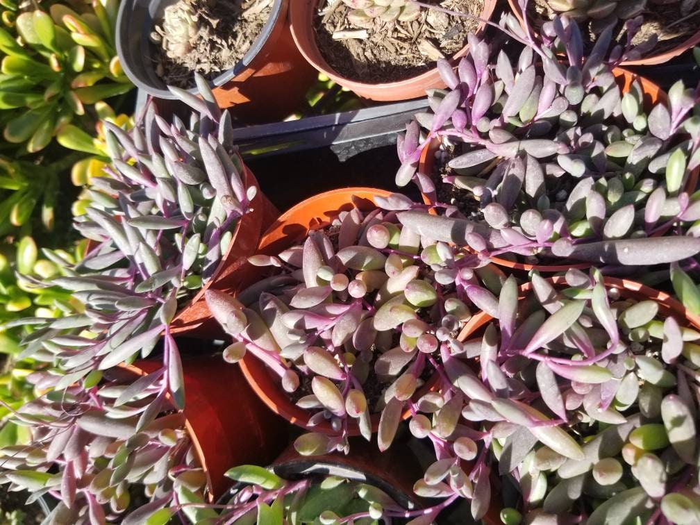 Othonna Capensis Strings of Ruby Necklace (4" Pot) - Beaultiful Desert Plants