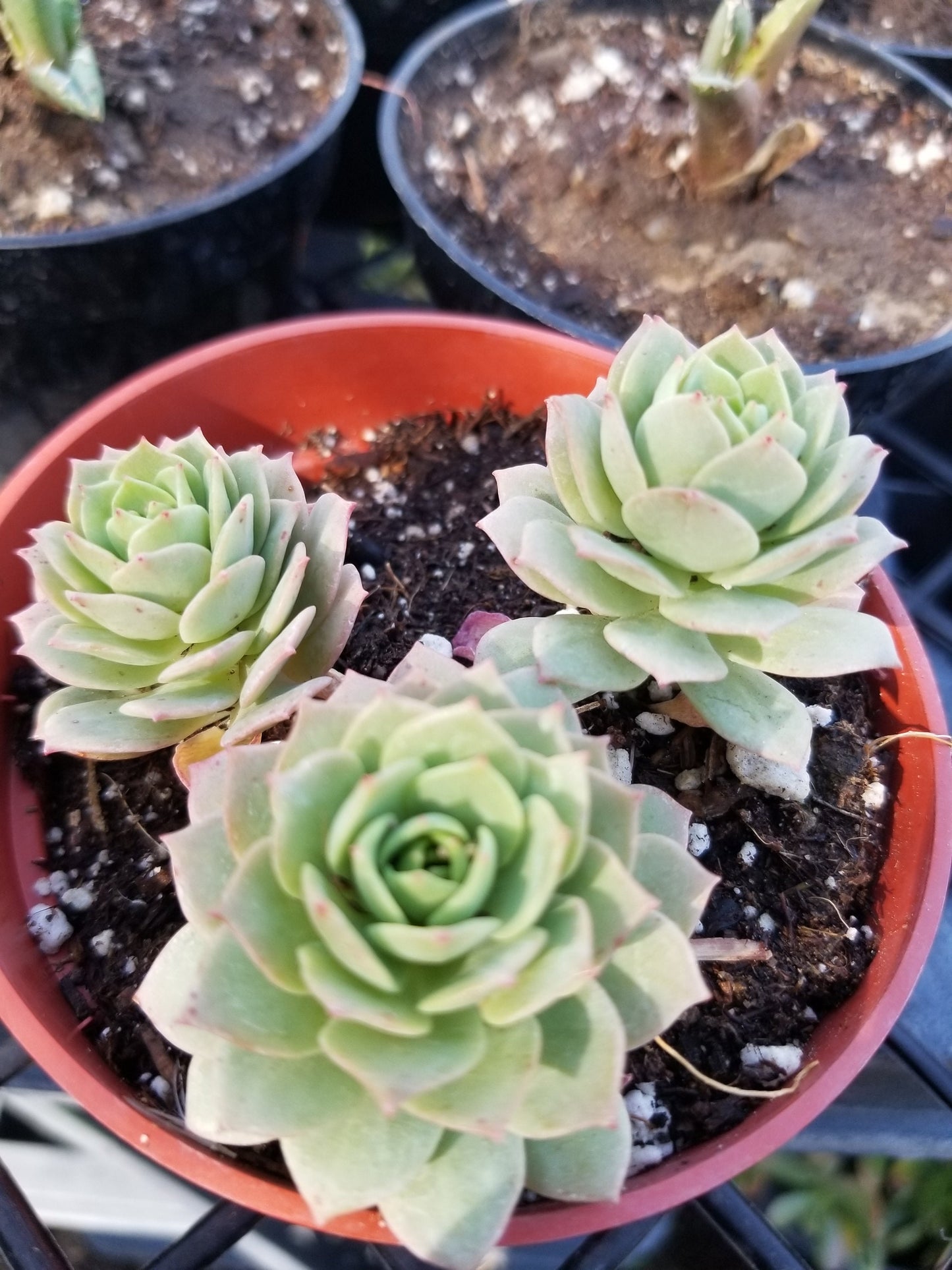 Sederia Green Rose (4"pot) - Beaultiful Desert Plants