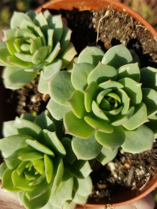 Sederia Green Rose (4"pot) - Beaultiful Desert Plants