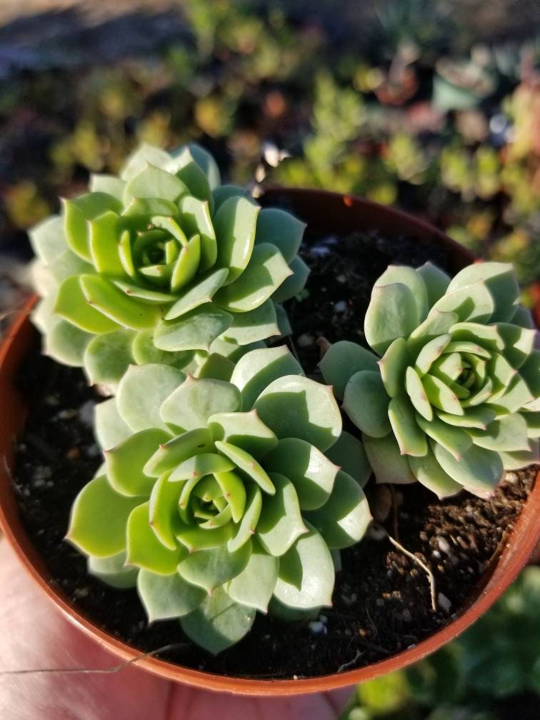 Sederia Green Rose (4"pot) - Beaultiful Desert Plants