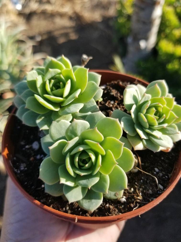 Sederia Green Rose (4"pot) - Beaultiful Desert Plants
