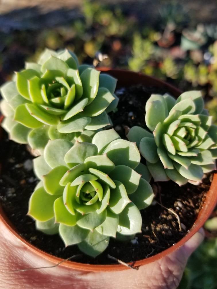 Sederia Green Rose (4"pot) - Beaultiful Desert Plants