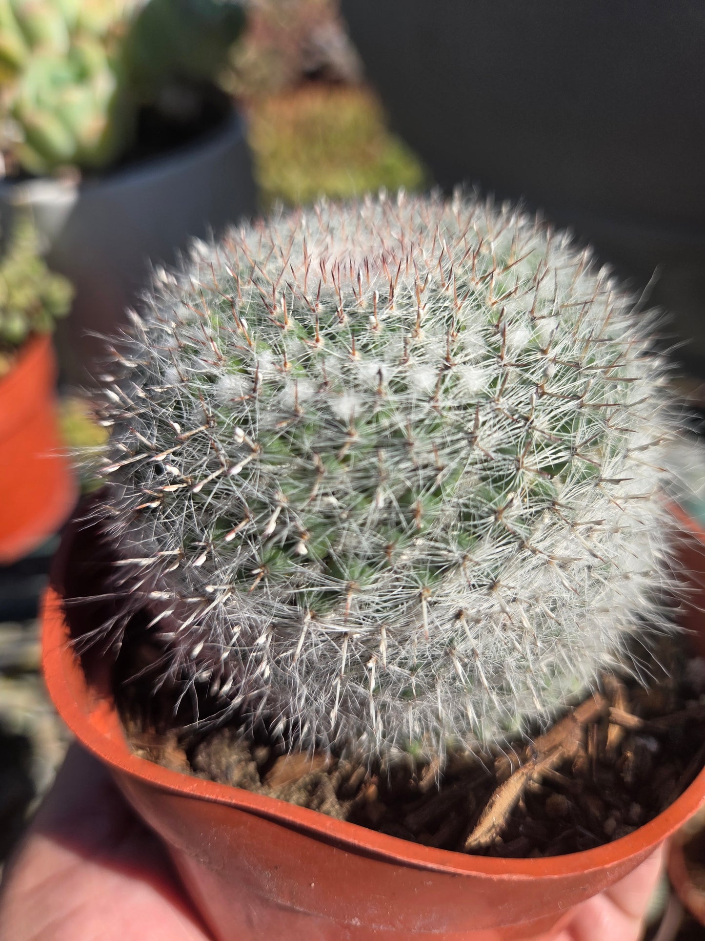 Mammillaria Hahniana (4" pot)