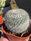 Mammillaria Hahniana (4" pot)