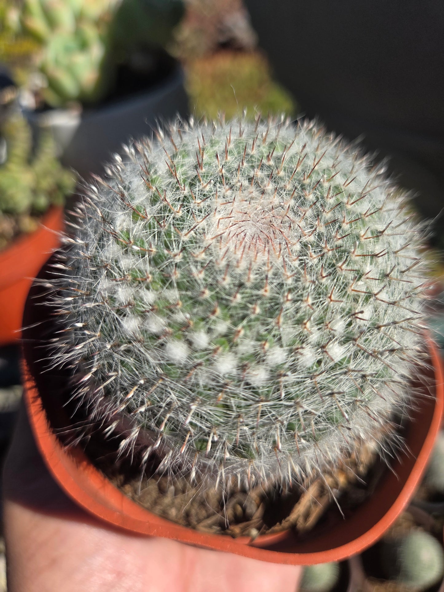 Mammillaria Hahniana (4" pot)