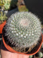 Mammillaria Hahniana (4" pot)