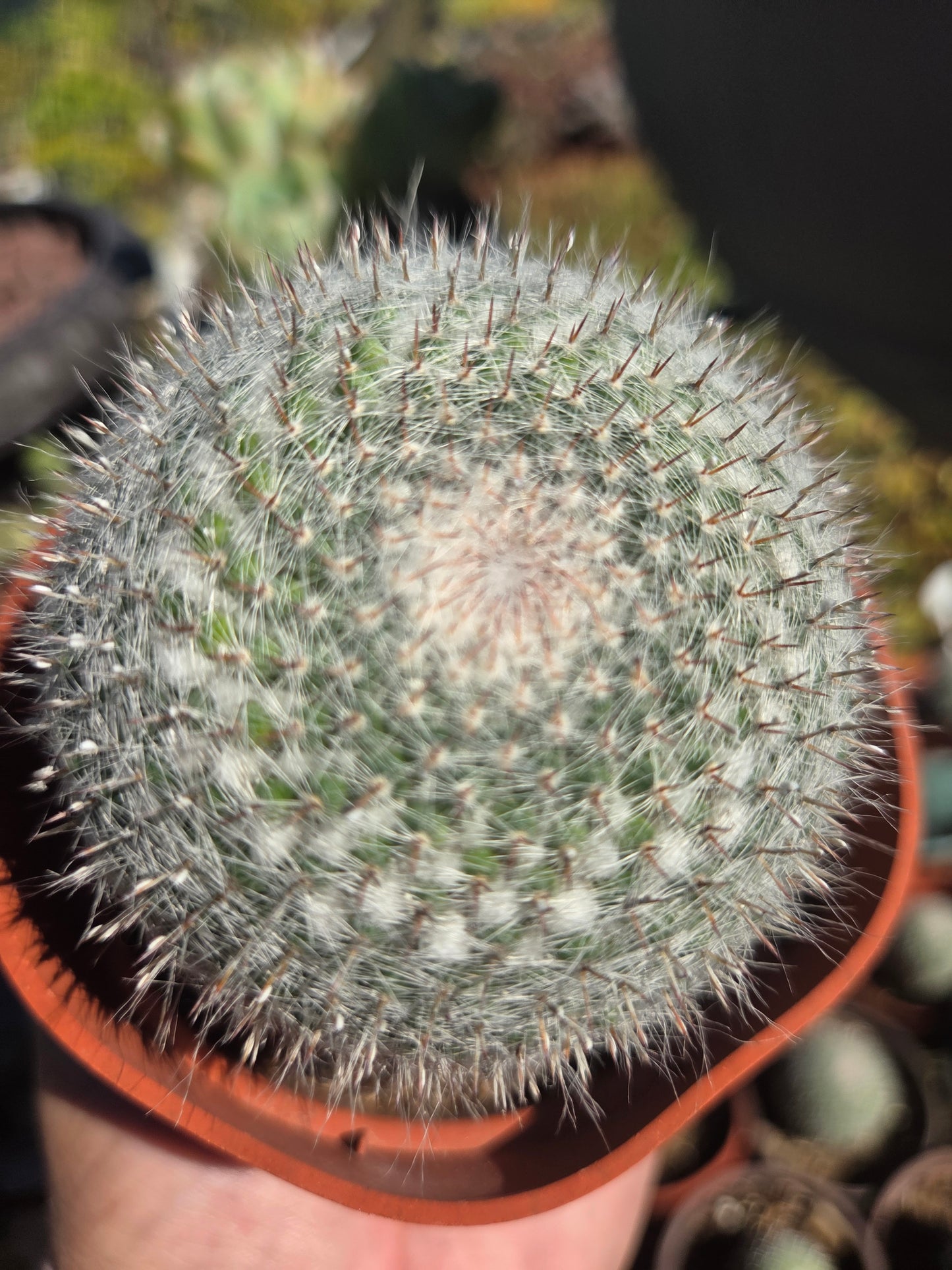 Mammillaria Hahniana (4" pot)