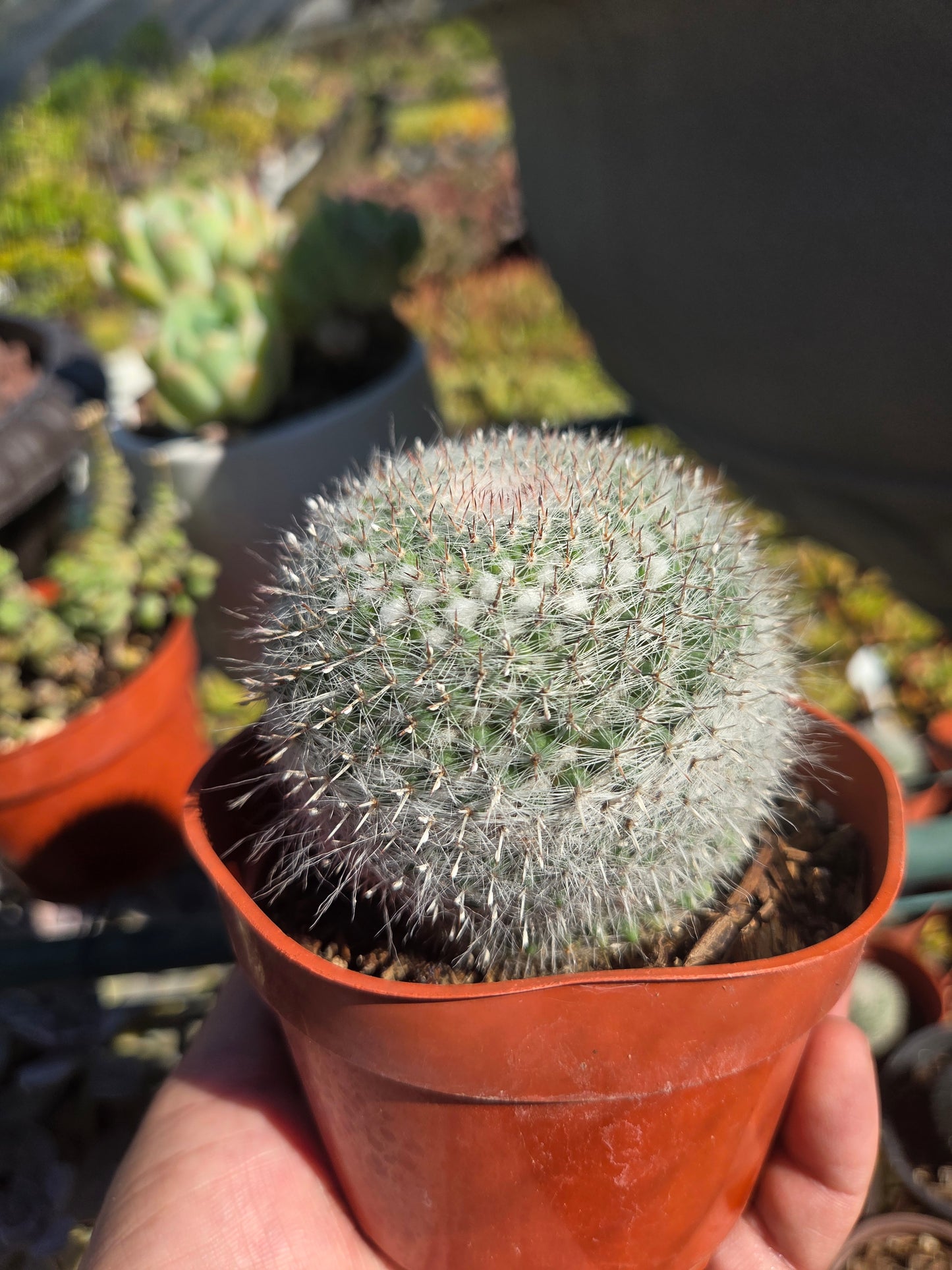 Mammillaria Hahniana (4" pot)