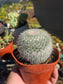 Mammillaria Hahniana (4" pot)