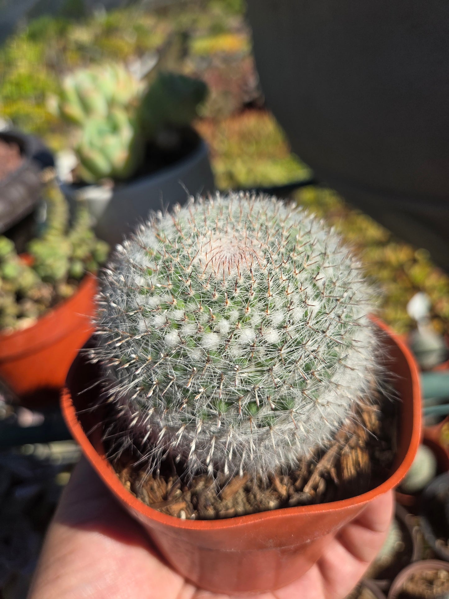 Mammillaria Hahniana (4" pot)