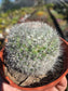 Mammillaria Hahniana (4" pot)