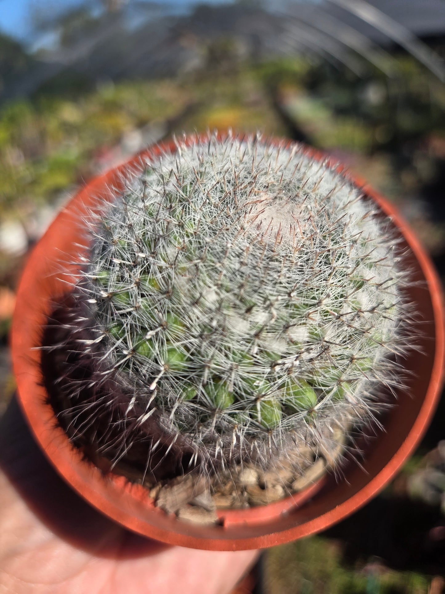 Mammillaria Hahniana (4" pot)
