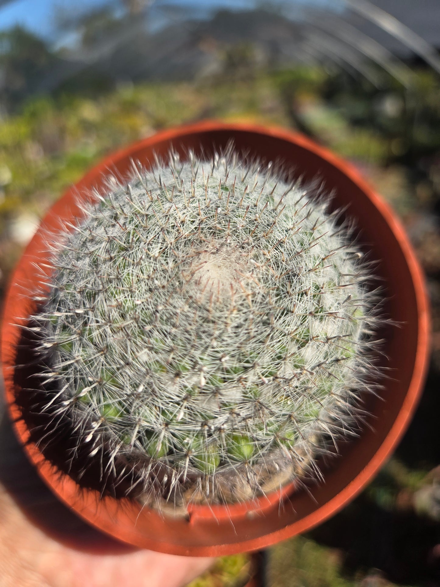 Mammillaria Hahniana (4" pot)