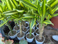 Dracaena Sol Cane 18" Tall