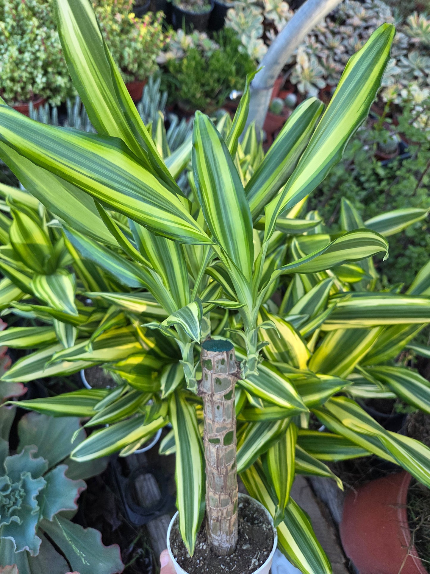 Dracaena Sol Cane 18" Tall