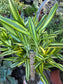 Dracaena Sol Cane 18" Tall