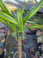 Dracaena Sol Cane 18" Tall