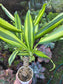 Dracaena Sol Cane 18" Tall