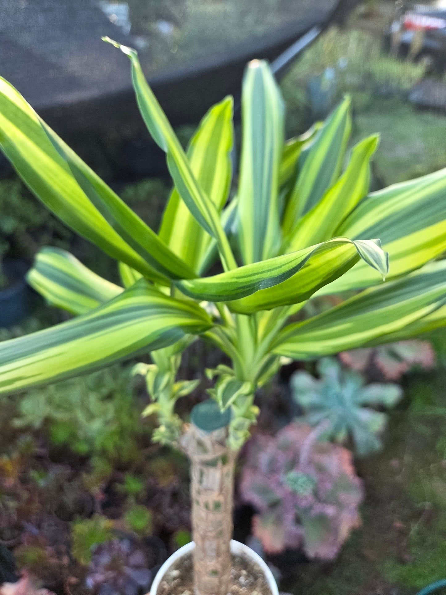 Dracaena Sol Cane 18" Tall