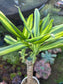 Dracaena Sol Cane 18" Tall