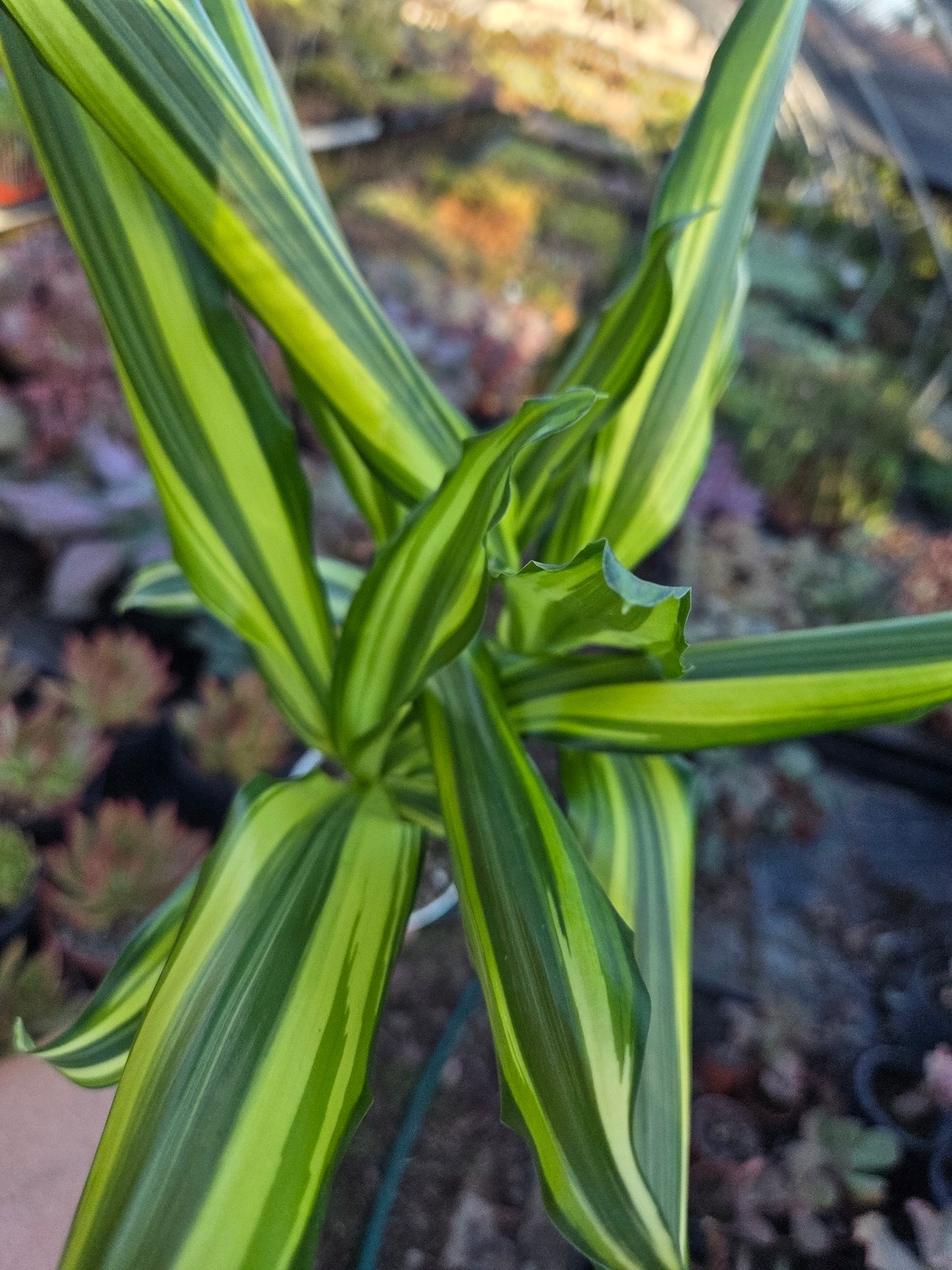 Dracaena Sol Cane 18" Tall