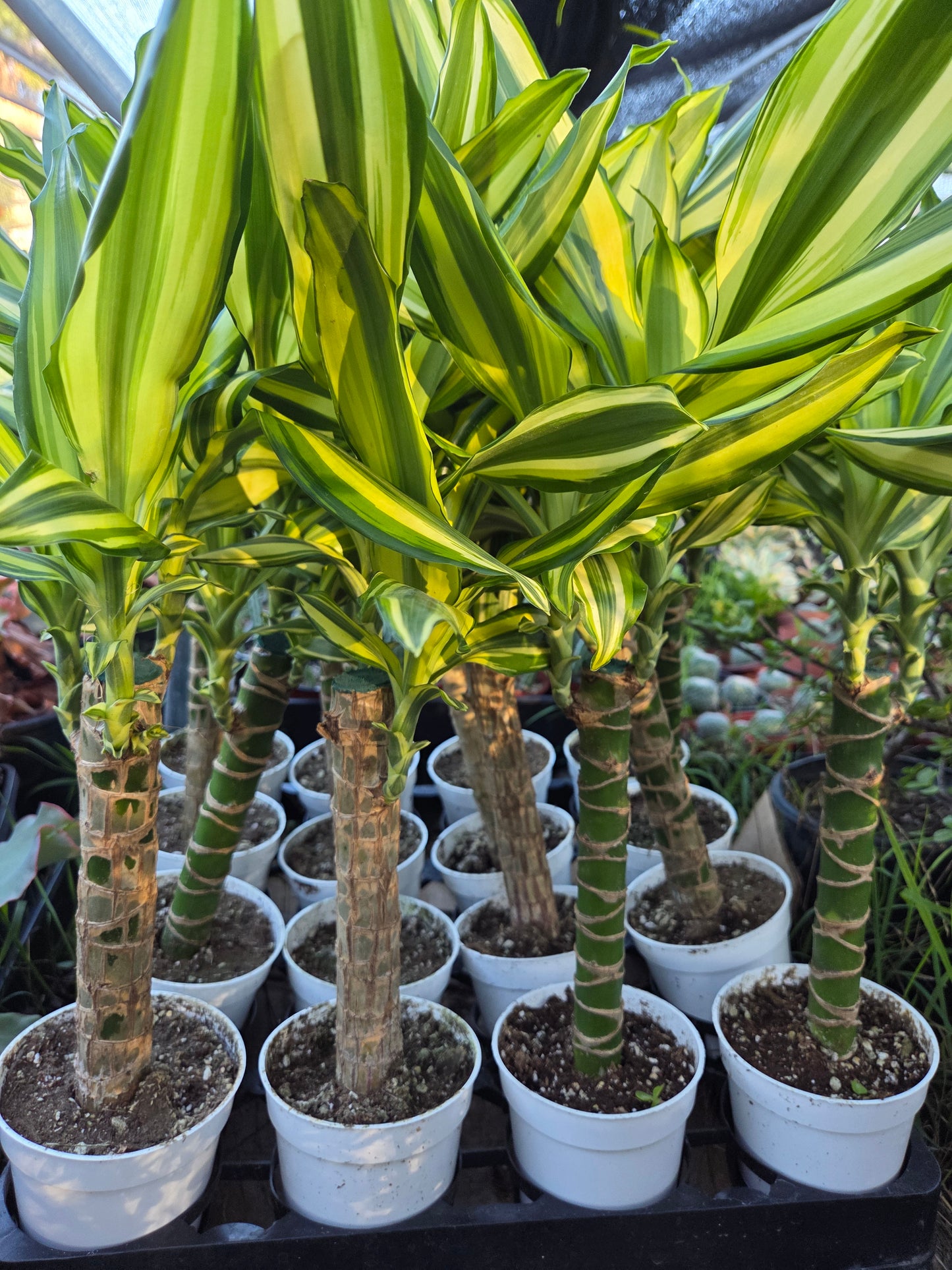 Dracaena Sol Cane 18" Tall