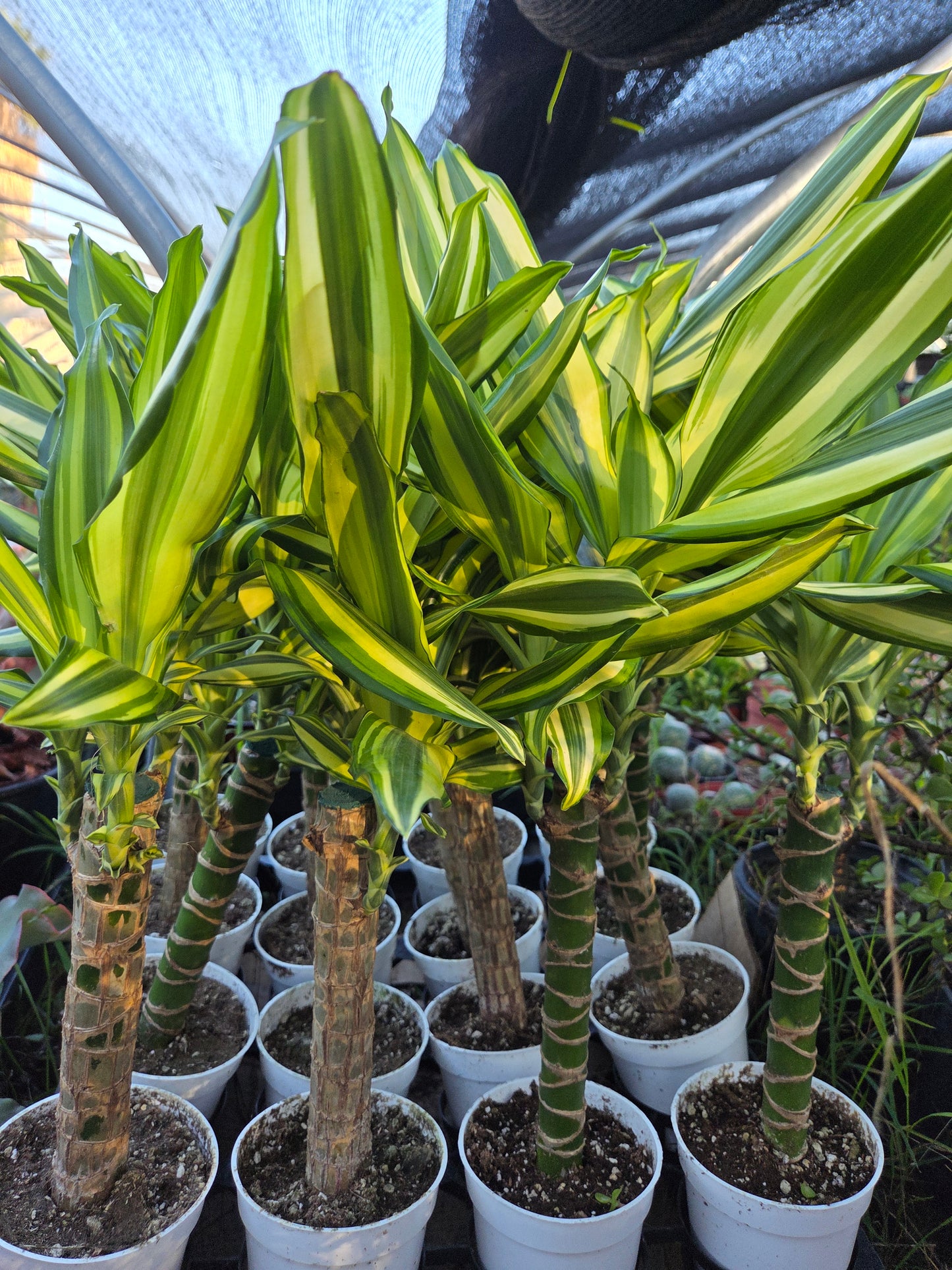 Dracaena Sol Cane 18" Tall