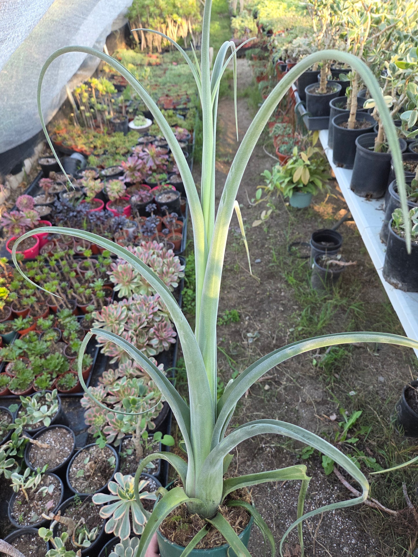 Tilandsia Curly Slim 18" Tall