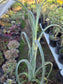 Tilandsia Curly Slim 18" Tall