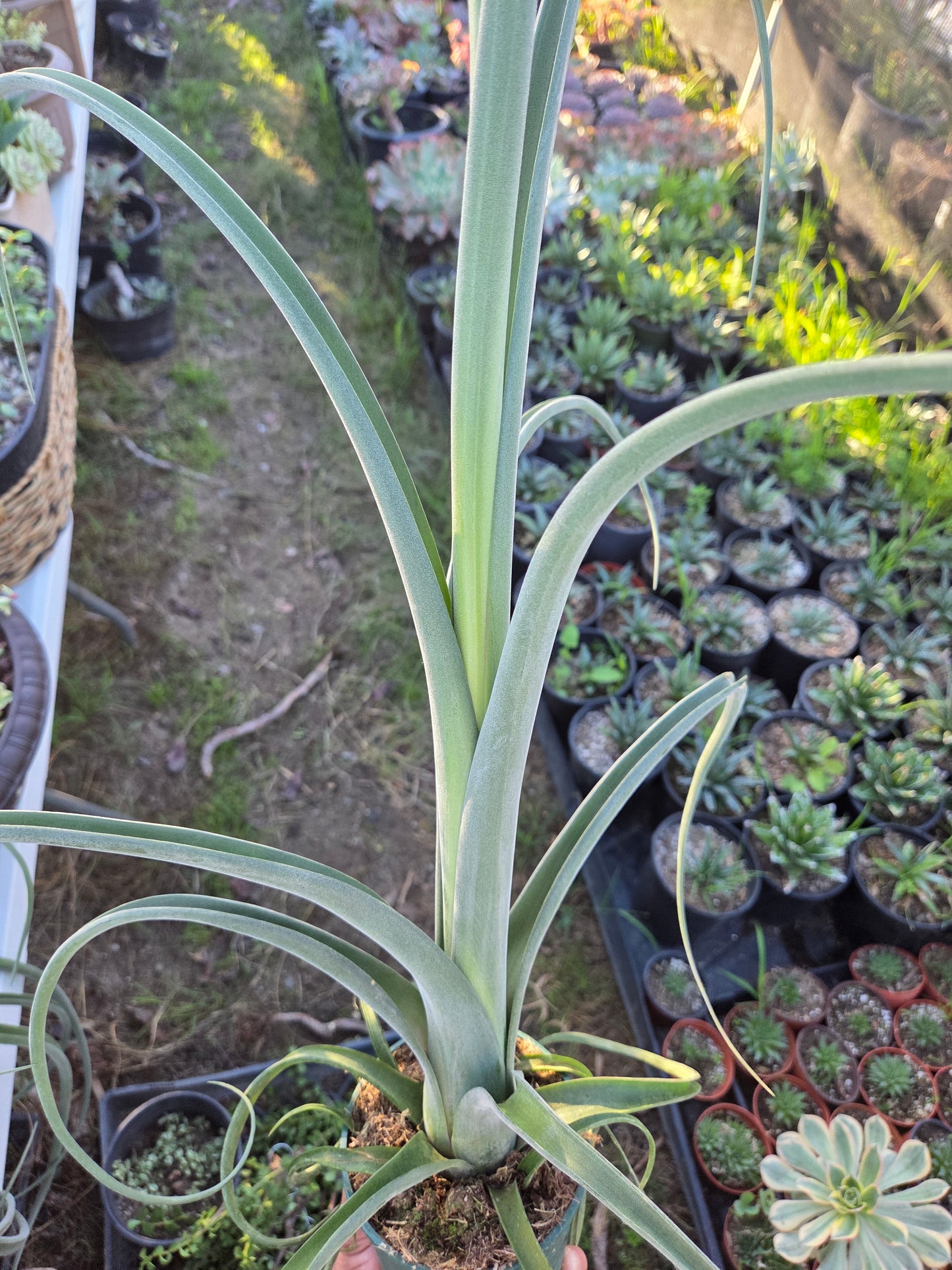 Tilandsia Curly Slim 18" Tall