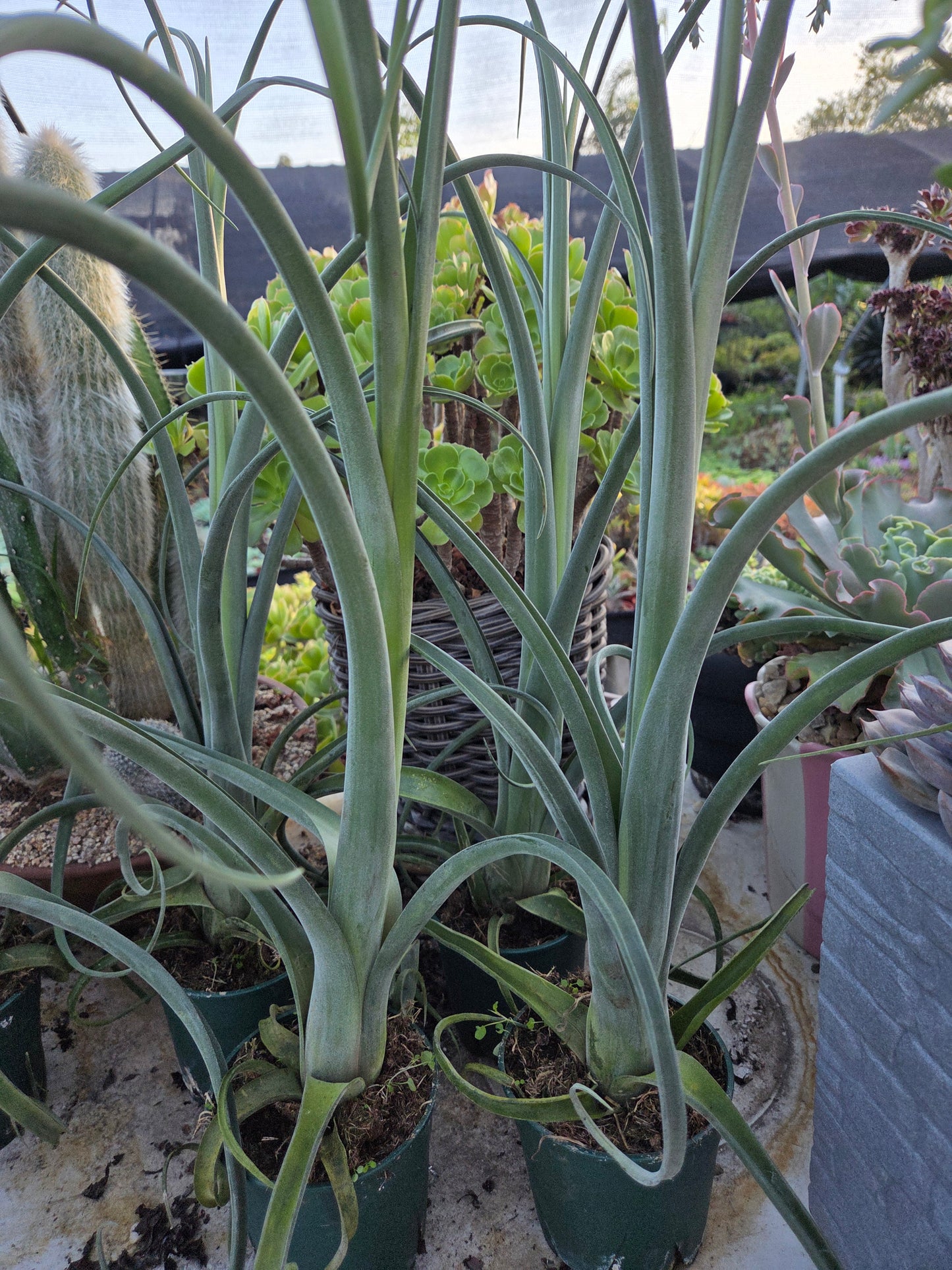 Tilandsia Curly Slim 18" Tall