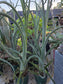 Tilandsia Curly Slim 18" Tall