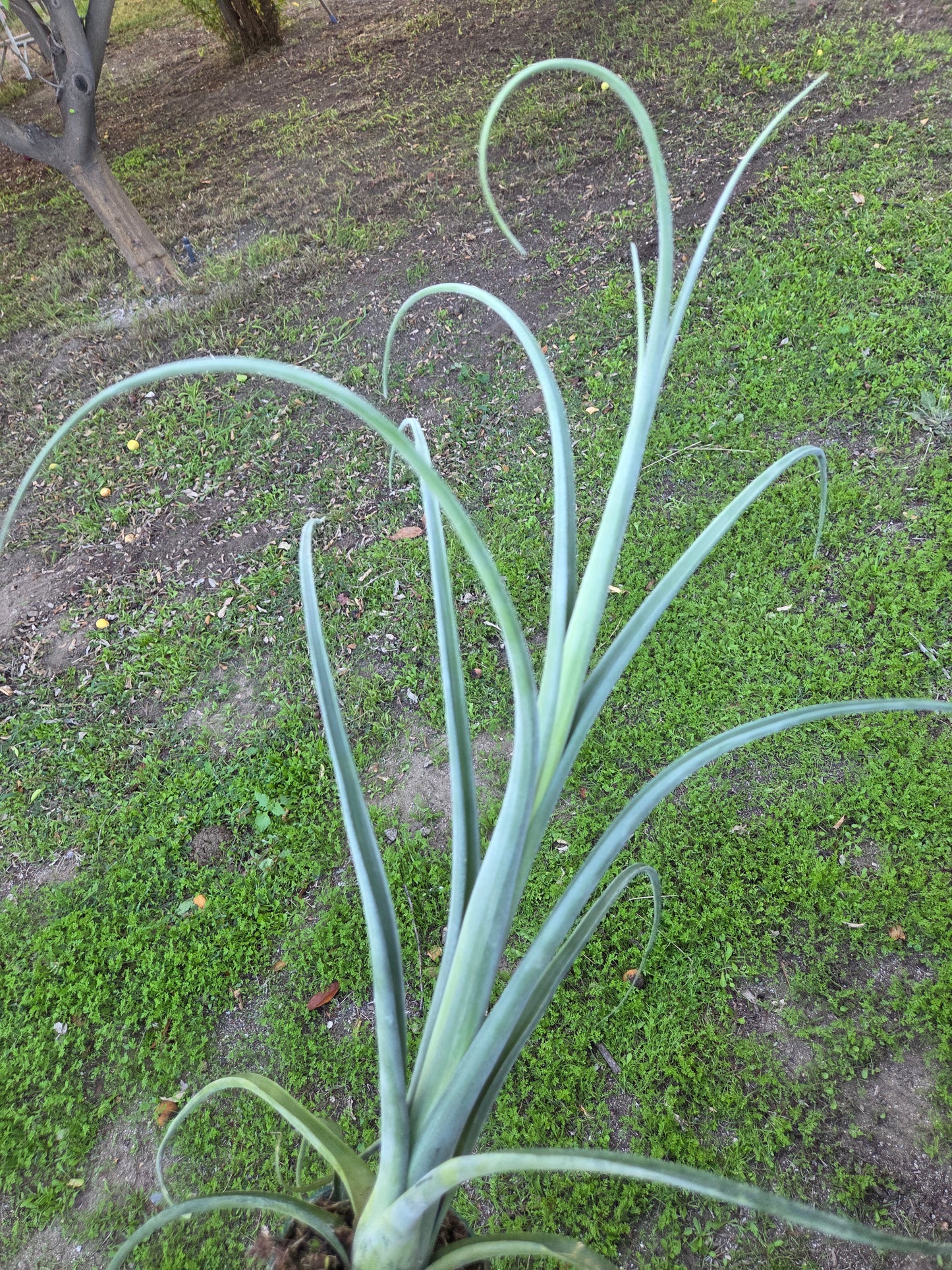 Tilandsia Curly Slim 18" Tall