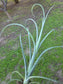 Tilandsia Curly Slim 18" Tall