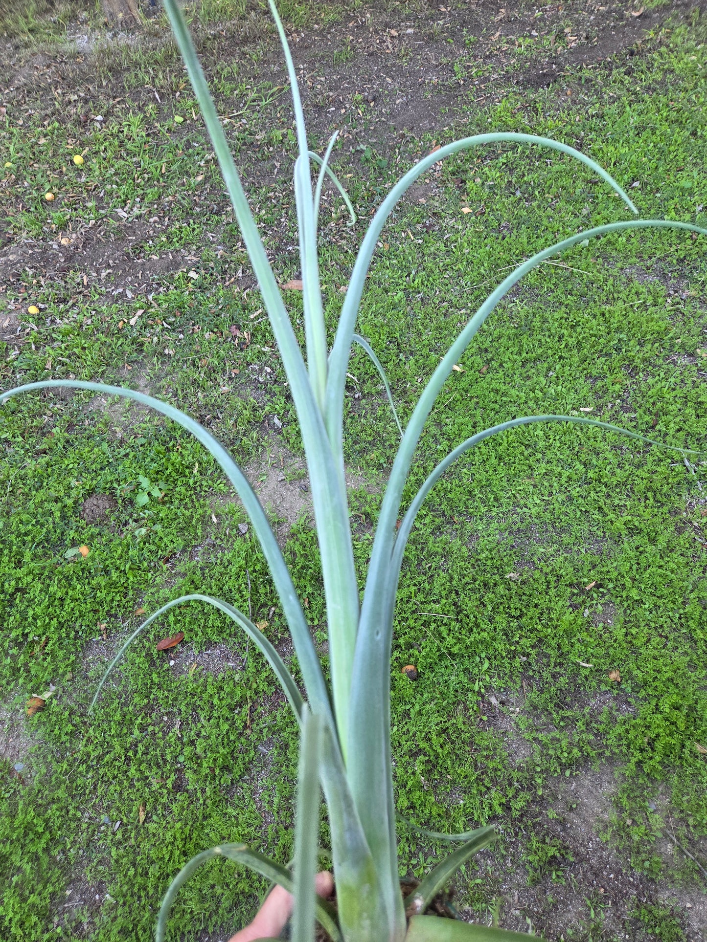 Tilandsia Curly Slim 18" Tall