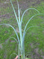 Tilandsia Curly Slim 18" Tall