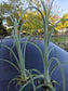 Tilandsia Curly Slim 18" Tall